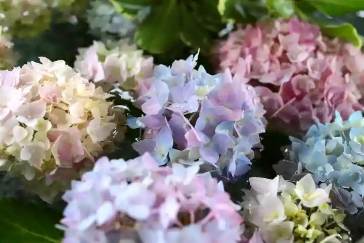 三津厳島神社の手水舎