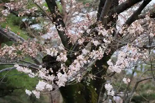 開成山大神宮の自然