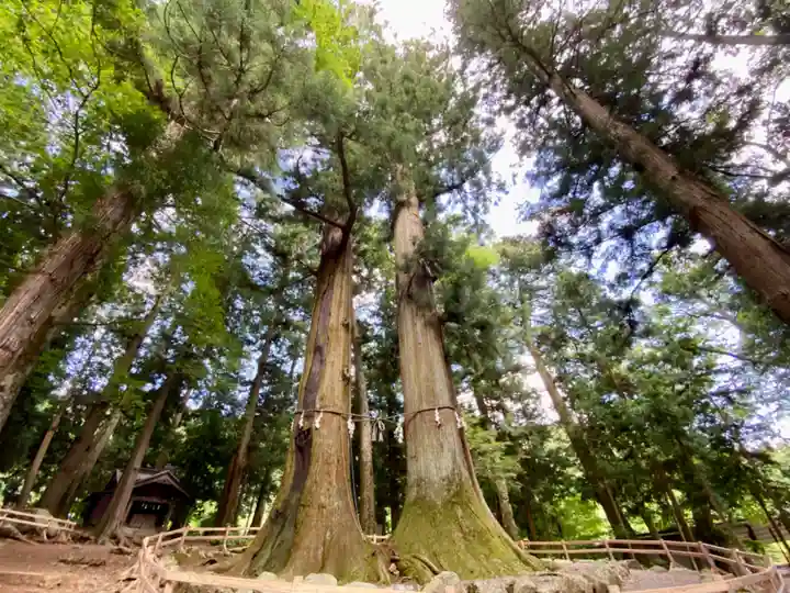 河口浅間神社の自然