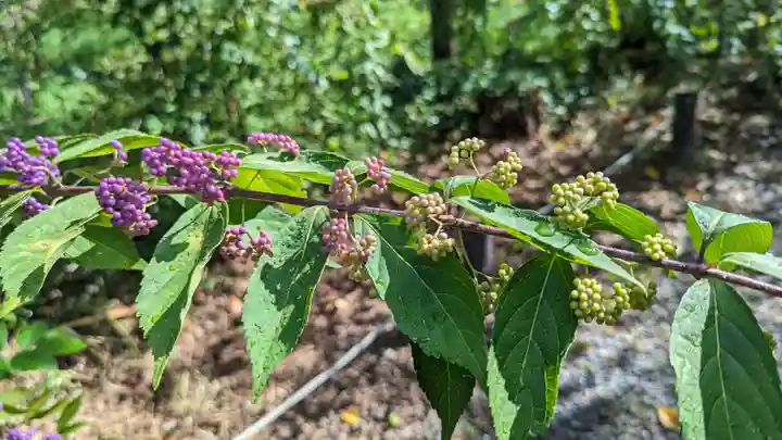 平野神社(京都府)