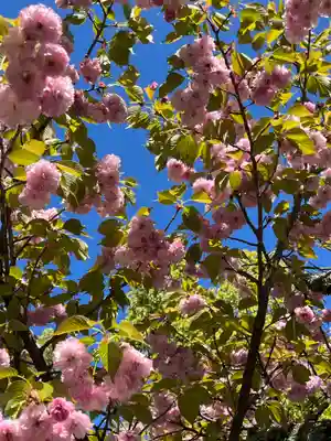 平野神社(京都府)
