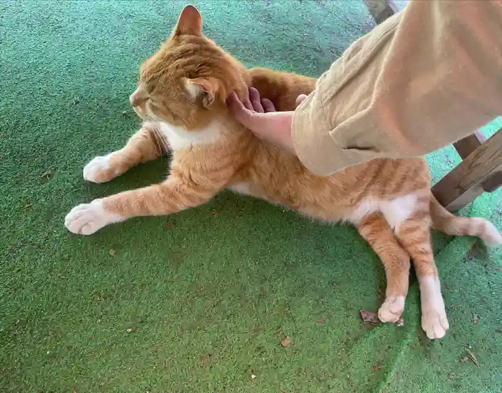 縣主神社(岡山県)