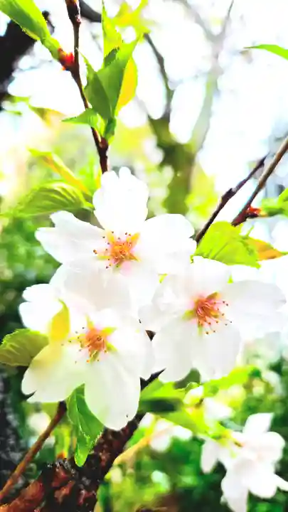 上目黒氷川神社(東京都)