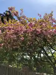 大山阿夫利神社の自然