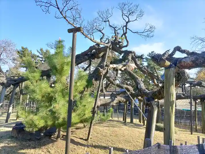 大光院 新田寺の自然