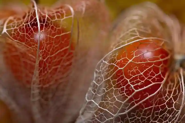 一乗寺の授与品その他