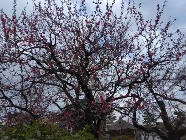 豪徳寺(東京都)