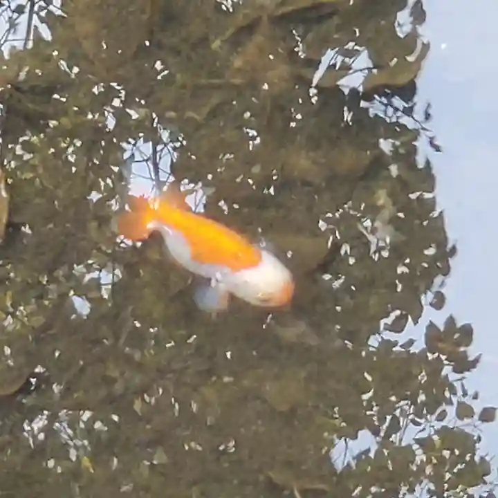 猪名部神社の動物