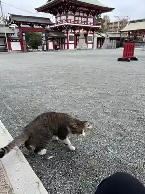 篠崎八幡神社(福岡県)