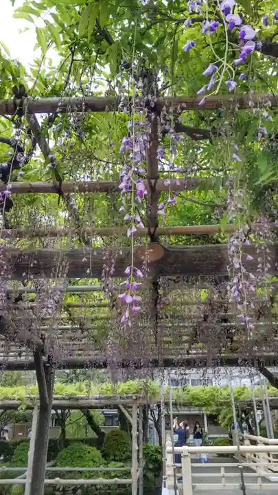 亀戸天神社の庭園