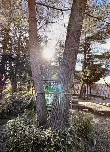 櫻木神社(千葉県)