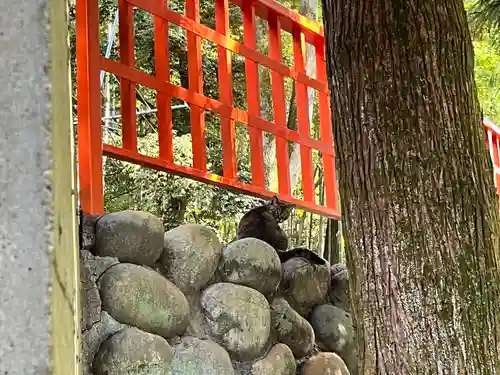 伏見稲荷大社 奥社奉拝所の動物