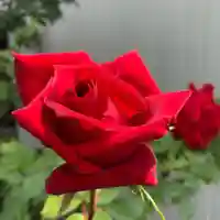 豊景神社の自然