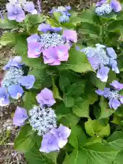 河内阿蘇神社の自然