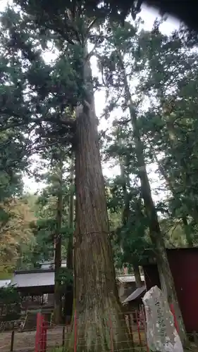 神渕神社の自然