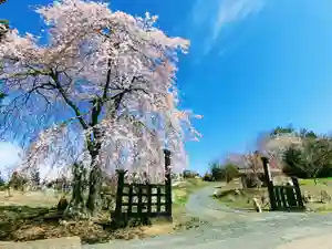 長徳寺の山門・神門(2021年04月07日(水) 11時29分04秒投稿)