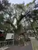 住吉神社の{uncategorized: "未分類", other: "その他", undefined: "問題あり", building: "その他建物", grave: "お墓", sacred_gate: "鳥居", guardian: "狛犬", statue: "像", buddha: "仏像", history: "歴史", nature: "自然", garden: "庭園", animal: "動物", pagoda: "塔", temizu: "手水舎", mountain_gate: "山門・神門", sanctuary: "本殿・本堂", subordinate: "末社・摂社", art: "芸術", scenery: "景色", jizo: "地蔵", ema: "絵馬", goshuin: "御朱印", omikuji: "おみくじ", items: "授与品その他", amulet: "お守り", goshuincho: "御朱印帳", eats: "食事", festival: "お祭り", votive_dance: "神楽", shichigosan: "七五三参", wedding: "結婚式", experience: "体験その他", initially: "初詣", around: "周辺", anti_infection: "感染症対策"}