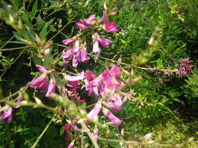 浄光明寺の自然