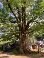 石部神社の自然