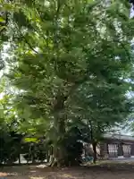 白山比咩神社の庭園