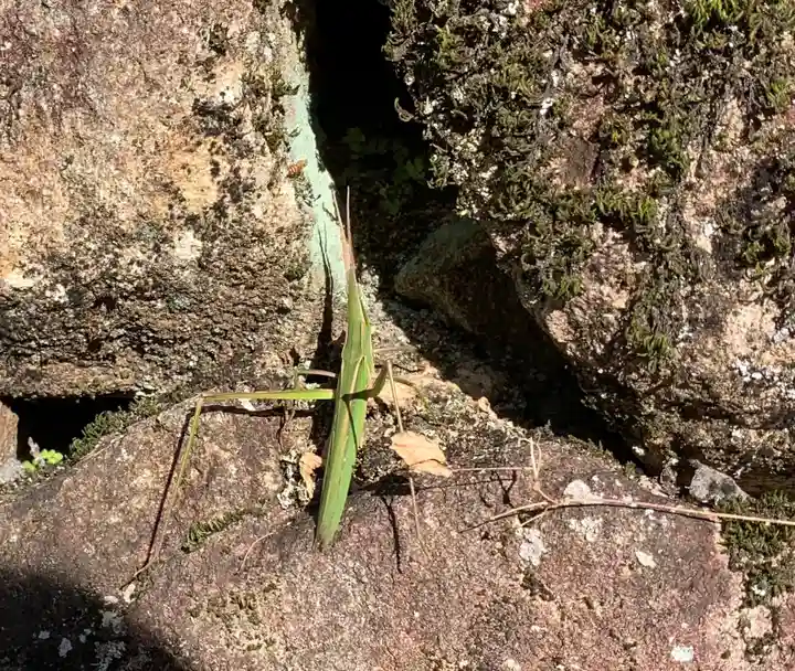 白山神社(長滝神社・白山長瀧神社・長滝白山神社)の動物