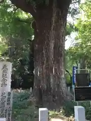 芝東照宮の自然