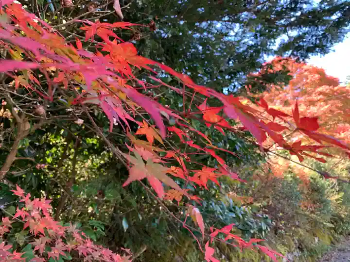 白山神社(長滝神社・白山長瀧神社・長滝白山神社)の自然