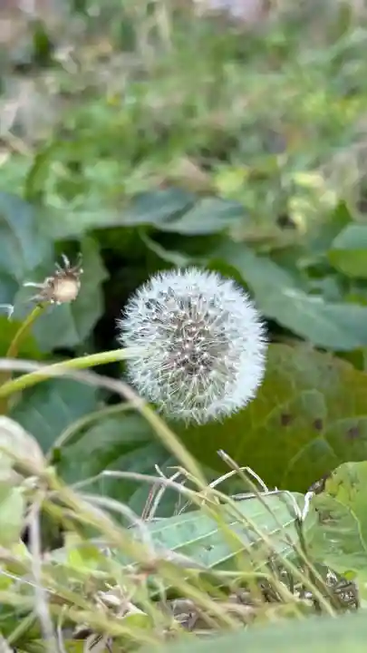 神山稲荷神社(北海道)