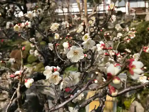 岡寺（龍蓋寺）の自然