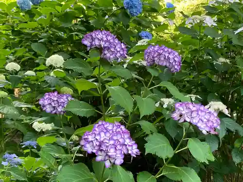 明月院(神奈川県)