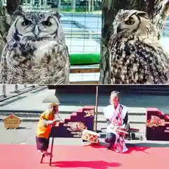 宮地嶽神社の動物