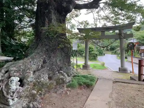 八坂神社の鳥居