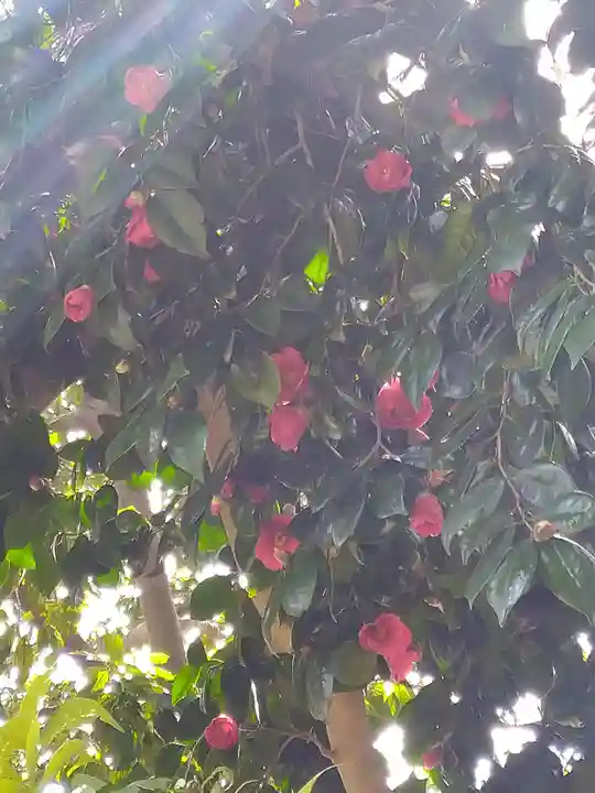 阿智神社の自然