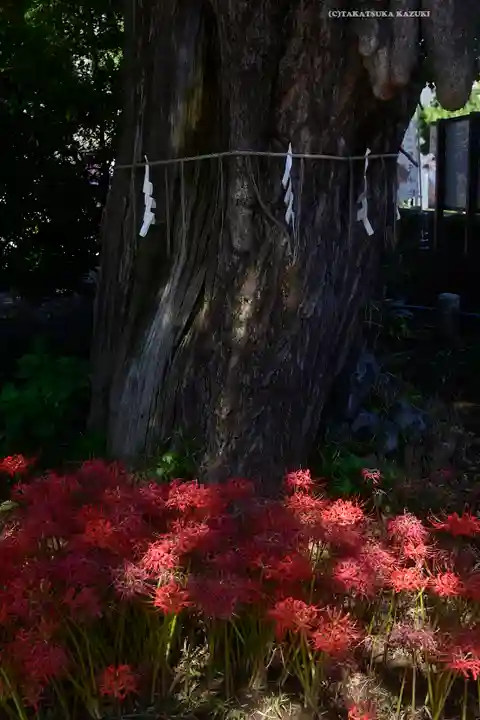 磐井神社(東京都)