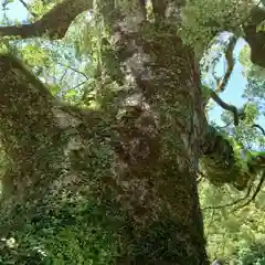 青岸渡寺の自然