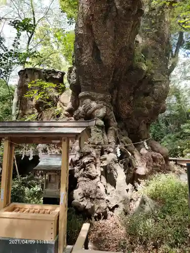 來宮神社の自然