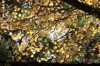 王子神社の自然