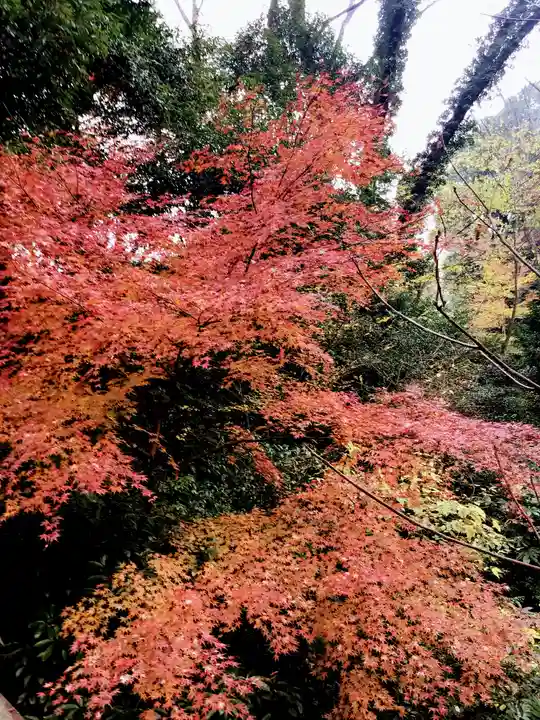明治神宮(東京都)