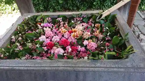 於菊稲荷神社の手水