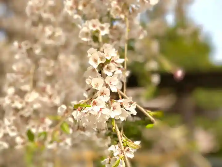 山家神社の自然