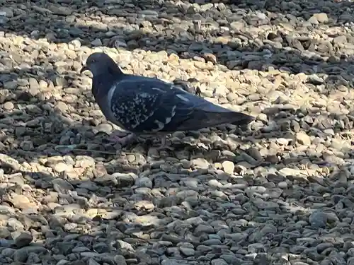 本郷氷川神社(東京都)
