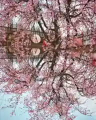 四季桜の寺 妙乗院の自然