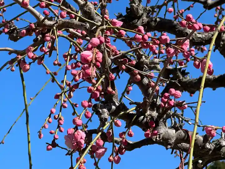 太宰府天満宮の自然
