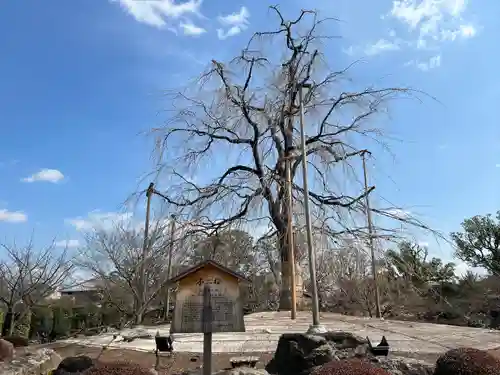 東寺（教王護国寺）(京都府)