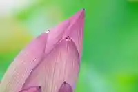 大久寺(神奈川県)