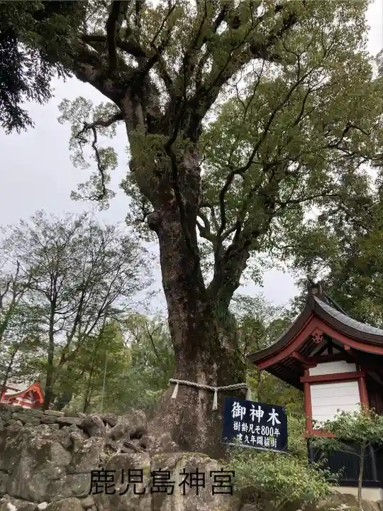鹿児島神宮(鹿児島県)