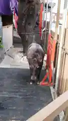 神田神社（神田明神）の動物