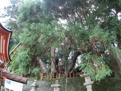 桜實神社の自然