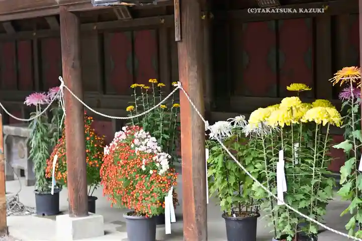 秩父神社(埼玉県)
