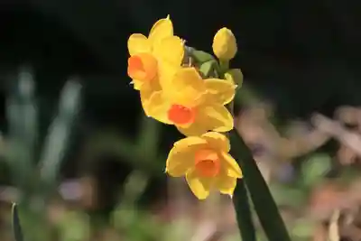 豊景神社の庭園